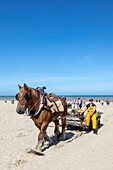 Belgien,Provinz Westflandern,Koksijde,Oostduinkerke,die Krabbenfischerei zu Pferd ist eine weltweit einzigartige Art des Fischfangs,die 2013 von der UNESCO als immaterielles Kulturerbe der Menschheit anerkannt wurde und deren Tradition mehrere Jahrhunderte zurückreicht