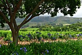 South-Western Cape, Western cape, Cape Town, Klein Constantia wine estate