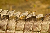 Nepal,Chitwan-Nationalpark,Libelle,die sich auf dem Schwanz eines Muggers (Crocodylus palustris) ausruht