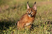 Caracal (Caracal caracal) , Occurs in Africa and Asia, Young animal 9 weeks old, in the grass, Captive