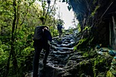 Kolumbien,Kaffeeregion,Salento,Cocora-Tal,Los Nevados-Nationalpark,Paramo des Vulkans Tolima 5215m