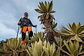 Kolumbien,Kaffeeregion,Salento,Cocora-Tal,Los Nevados-Nationalpark,Paramo des Vulkans Tolima 5215m