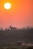 Nepal, Chitwan National Park, Greater One-horned Rhino (Rhinoceros unicornis) at sunset