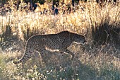 Gepard (Acinonyx jubatus),kommt in Afrika vor,läuft in Savanne,in Gefangenschaft