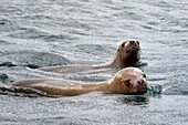 Chile, Los Lagos region, archipelago of Chiloe, Chelin island, South American sea lion (Otaria flavescens) also called the Southern Sea Lion and the Patagonian sea lion