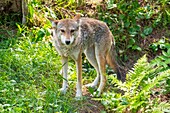 Canada, Quebec province, Lake Saint Jean region, Wild Zoo Saint Felicien, Wolf