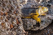 Ecuador, Galapagos archipelago, listed as World Heritage by UNESCO, Santa Cruz Island, Plaza Islands, Galapagos terrestrial iguana (Conolophus subcristatus) sheltering from the sun behind a Galapagos barbarite fig tree (Opuntia echios)