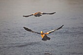 Nepal, Chitwan National Park, pair of Ruddy Shelduck (Tadorna ferruginea)