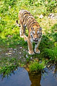 Canada, Quebec province, Lake Saint Jean region, Wild Zoo Saint Felicien, Tiger