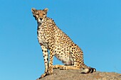 Cheetah (Acinonyx jubatus), occurs in Africa, one adult on rocks, captif