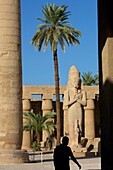 Ägypten,Oberägypten,Niltal,Karnak,Statue von Ramses II zwischen Säulen und schlanker Palme