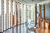 Canada, Quebec province, Outaouais region, Gatineau, the Canadian museum of History, formerly the Canadian museum of Civilization, the Grand Hall and its collection of totem poles