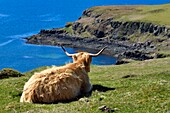 United Kingdom, Scotland, Highland, Inner Hebrides, Isle of Mull, Highland cow