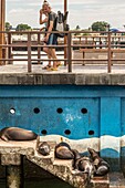 Ecuador,Galapagos-Archipel,von der UNESCO zum Weltnaturerbe erklärt,Insel San Cristóbal,Puerto Baquerizo Moreno,Galápagos-Seelöwen (Zalophus wollebaeki) ruhen sich auf der Treppe des Hafens aus,beim Durchgang der Touristen