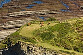 Spain, Basque Country, Guipuzcoa, Zumaia, UNESCO Flysch Geopark, or Basque coastal flat, with stratotypes dating back millions of years