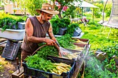 Sweden, County of Vastra Gotaland, Hokerum, Ulricehamn hamlet, Rochat family, market preparation, carrot cleaning for Pierre