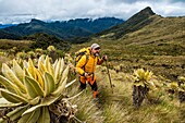 Kolumbien,Kaffeeregion,Salento,Cocora-Tal,Nationalpark Los Nevados,Paramo des Vulkans Tolima 5215m