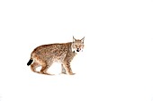 Eurasischer Luchs im Schnee (Lynx lynx)