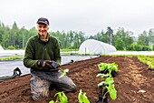 Sweden, County of Suède, Comté de Västra Götaland, hameau d'Ulricehamn, Hökerum, reportage famille Rochat, Sonia à la plantation des raves semées dans la pépinière, légume prisée en Suède 517