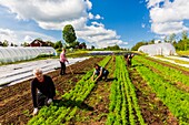 Sweden, County of Vastra Gotaland, Hokerum, Ulricehamn hamlet, Rochat family report, carrot weeding with Pierre, Sonia, Kristian and Elisabeth these last two in training