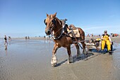 Belgium, West Flanders province, Koksijde, Oostduinkerke, the shrimp fishing on horseback is a type of fishing unique in the world, recognized as intangible cultural heritage of humanity by UNESCO in 2013 whose tradition goes back several centuries