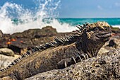 Ecuador, Galapagos Archipelago, listed as World Heritage by UNESCO, Santa Fe Island, Secret Bay or Hidden Bay (Bahia Escondida), Galapagos Sea Iguana (Amblyrhynchus cristatus)