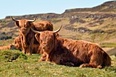 Vereinigtes Königreich,Schottland,Highland,Innere Hebriden,Isle of Mull,Hochlandrinder