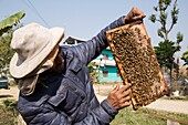 Nepal, Chitwan, beekeeper supported by the National Trust for Nature Conservation (NTNC) to improve the living standards of communities and reduce human pressures on the national park