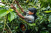 Colombia, Valley of coffee between Filandia and Marseilla, coffee picking