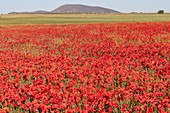 Spanien,Gewöhnlicher Mohn (Papaver rhoeas),Morgen ,©oquelicot (Papaver rhoeas),le matin