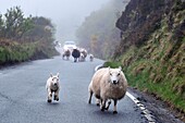 United Kingdom, Scotland, Highlands, Hebrides, Isle of Skye, Uig, sheep galloping on the road