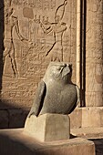 Ägypten,Oberägypten,Niltal,Edfu,Falkenplastik vor der Fassade des Horus-Tempels,dem zweitgrößten Heiligtum Ägyptens