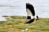 Chile,Region Los Lagos,Insel Chiloé,Quemchi,Südlicher Kiebitz (Vanellus chilensis)