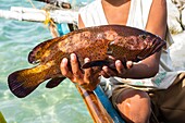 Philippines, Palawan, Roxas, Johnson Island, boy showing a fresh grouper