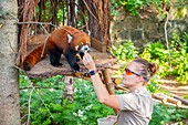 Canada, Quebec province, Lake Saint Jean region, Wild Zoo Saint Felicien, Red Panda