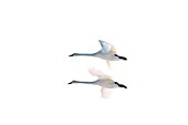 Whooper swan (Cygnus cygnus) couple flying, Japan