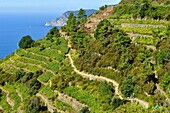 Italien,Ligurien,Provinz La Spezia,Nationalpark Cinque Terre,von der UNESCO zum Weltkulturerbe erklärt,Azuverde oder Fußgänger-Küstenweg,der Corniglia mit Monterosso Al Mare verbindet und durch die Weinberge führt