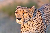 Gepard (Acinonyx jubatus),kommt in Afrika vor,Detail des Kopfes,in Gefangenschaft