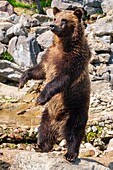 Canada, Quebec province, Lake Saint Jean region, Wild Zoo Saint Felicien, Bears