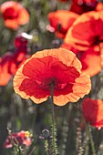 Spanien,Klatschmohn (Papaver rhoeas),Morgen ,©oquelicot (Papaver rhoeas),le matin