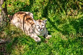 Canada, Quebec province, Lake Saint Jean region, Wild Zoo Saint Felicien, Lioness