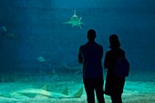 Italy, Liguria, Genoa, Porto Antico (Old harbour) with the largest aquarium of Europe, the basin of sharks (Selachimorpha)