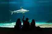 Italy, Liguria, Genoa, Porto Antico (Old harbour) with the largest aquarium of Europe, the basin of sharks (Selachimorpha)