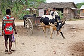 Madagascar, Diana region, village of Marosely, young farmers load cart pulled by recalcitrant zebu