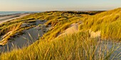 Frankreich,Somme,Fort-Mahon,Die Dünen zwischen Fort-Mahon und der Bucht von Authie bei Sonnenuntergang