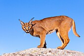 Caracal (Caracal caracal) , Occurs in Africa and Asia, Adult animal, Male, Walking on rock, Captive