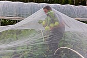 Sweden, County of Vastra Gotaland, Hokerum, Ulricehamn hamlet, Rochat family report, Pierre harvesting kohlrabi under the veil of protection, everything is fine because it is not wet