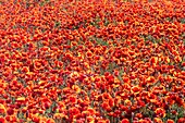 Spanien,Klatschmohn (Papaver rhoeas),Morgen ,©oquelicot (Papaver rhoeas),le matin