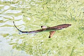 Ecuador,Galápagos-Archipel,von der UNESCO zum Weltnaturerbe erklärt,Insel Santa Cruz,Tortuga-Bucht,Weißspitzen-Hochseehai (Carcharhinus albimarginatus),Jungtierjagd