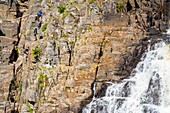 Canada, Quebec province, Beaupre, Sainte Anne Canyon dug by the Saint Anne du Nord River, and with a 74m high waterfall, climbing